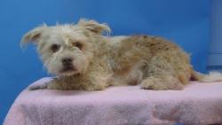 Shelter Stray Male Dog last seen , 216 W Victoria St, Gardena, CA 90248, USA