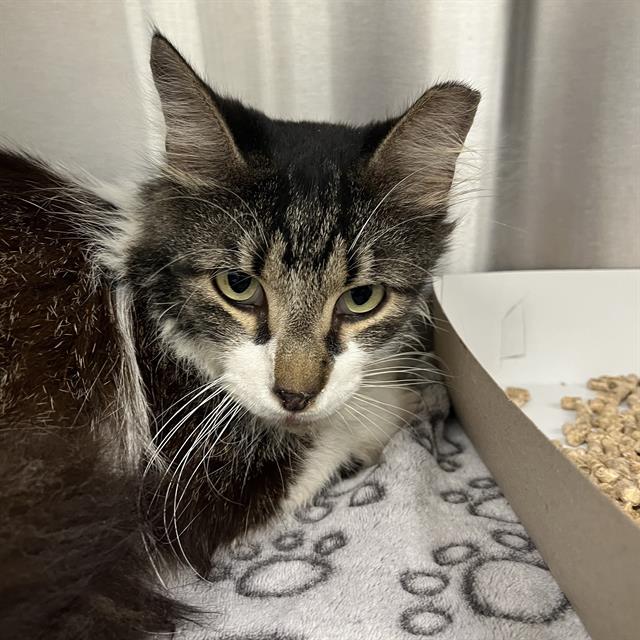 Shelter Stray Female Cat last seen Near, 2600 S Harding St, Indianapolis, IN 46221, USA