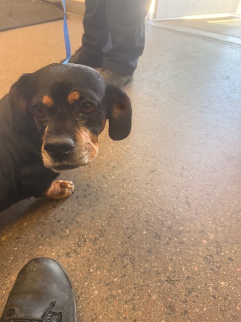 Shelter Stray Female Dog last seen POWER RD AND MCDOWELL RD, 1920 S Lewis, Mesa, AZ 85210, USA