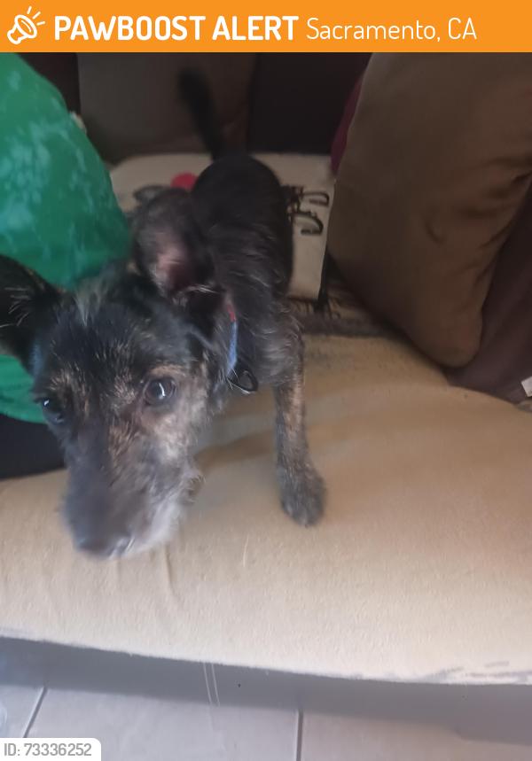 Found/Stray Male Dog last seen Dollar general, Sacramento, CA 95838