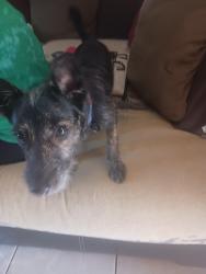 Found/Stray Male Dog last seen Dollar general, Sacramento, CA 95838