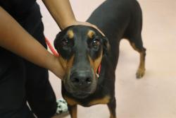 Shelter Stray Female Dog last seen Near BLOCK CLARION RD, 127 Humane Ln, Columbia, SC 29201, USA