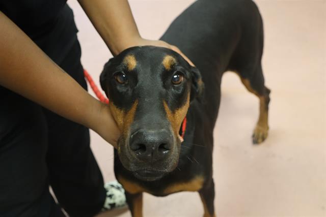Shelter Stray Female Dog last seen Near BLOCK CLARION RD, 127 Humane Ln, Columbia, SC 29201, USA