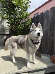 Found/Stray Male Dog last seen 62nd Ave, Oakland, CA 94605