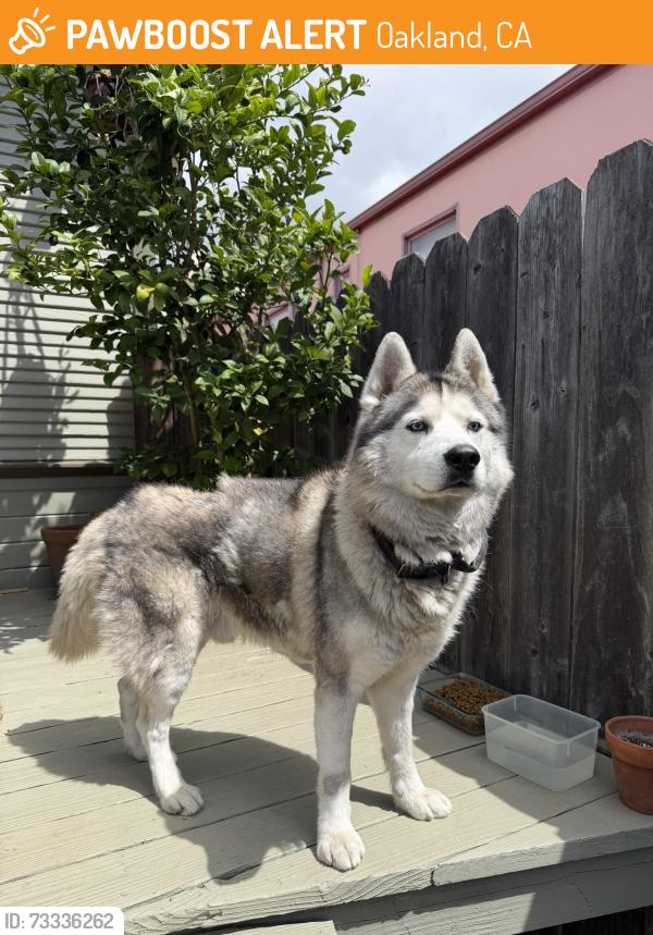 Found/Stray Male Dog last seen 62nd Ave, Oakland, CA 94605