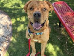 Shelter Stray Male Dog last seen N MERIDIAN AVE X W GILBERT J ADAME CT, 333 Chandler Pl, San Bernardino, CA 92408, USA