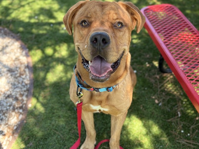 Shelter Stray Male Dog last seen N MERIDIAN AVE X W GILBERT J ADAME CT, 333 Chandler Pl, San Bernardino, CA 92408, USA