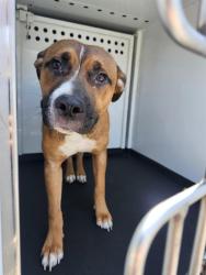 Shelter Stray Male Dog last seen Near BLK 6TH ST,BAKERSFIELD,CA, 201 S Mt Vernon Ave, Bakersfield, CA 93307, USA