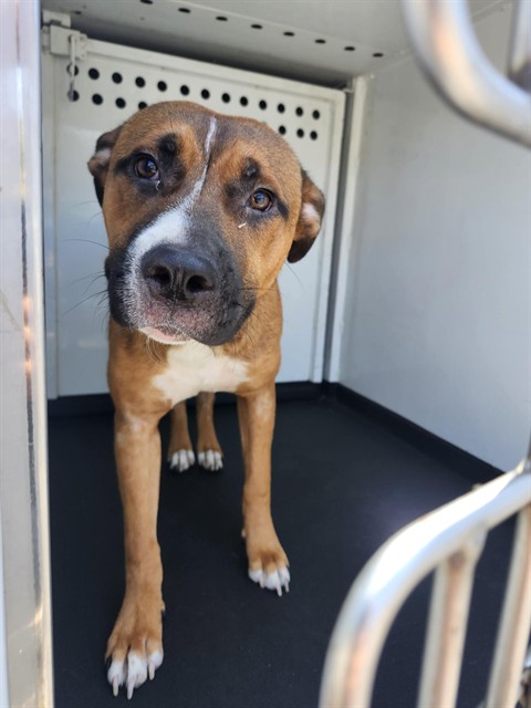 Shelter Stray Male Dog last seen Near BLK 6TH ST,BAKERSFIELD,CA, 201 S Mt Vernon Ave, Bakersfield, CA 93307, USA