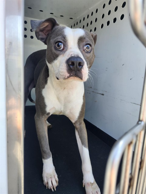 Shelter Stray Male Dog last seen Near BLK 6TH ST,BAKERSFIELD,CA, 201 S Mt Vernon Ave, Bakersfield, CA 93307, USA