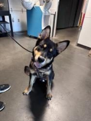Shelter Stray Male Dog last seen , West Valley Animal Shelter, 20655 Plummer St, Chatsworth, CA 91311, USA