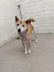 Shelter Stray Female Dog last seen Near BLOCK CAJON BLVD, 333 Chandler Pl, San Bernardino, CA 92408, USA