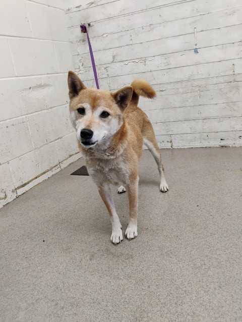 Shelter Stray Female Dog last seen Near BLOCK CAJON BLVD, 333 Chandler Pl, San Bernardino, CA 92408, USA