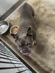 Shelter Stray Female Dog last seen Near BLOCK VALENCIA AVE, 333 Chandler Pl, San Bernardino, CA 92408, USA