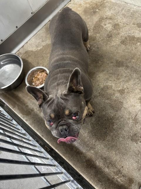 Shelter Stray Female Dog last seen Near BLOCK VALENCIA AVE, 333 Chandler Pl, San Bernardino, CA 92408, USA