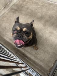 Shelter Stray Female Dog last seen Near BLOCK VALENCIA AVE, 333 Chandler Pl, San Bernardino, CA 92408, USA