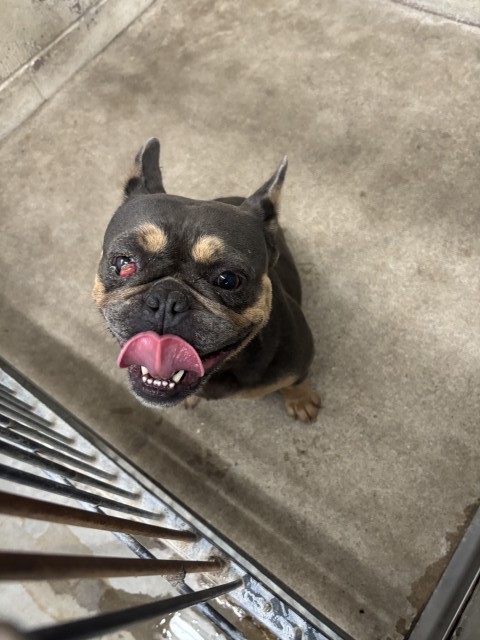 Shelter Stray Female Dog last seen Near BLOCK VALENCIA AVE, 333 Chandler Pl, San Bernardino, CA 92408, USA