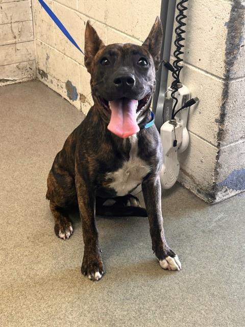 Shelter Stray Female Dog last seen HOSPITALITY AND CARNEGIE, 333 Chandler Pl, San Bernardino, CA 92408, USA