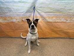 Shelter Stray Male Dog last seen Near BLOCK SW 160 AVE, 3599 NW 79th Ave, Doral, FL 33122, USA