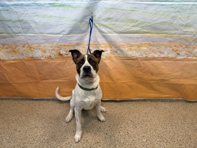 Shelter Stray Male Dog last seen Near BLOCK SW 160 AVE, 3599 NW 79th Ave, Doral, FL 33122, USA