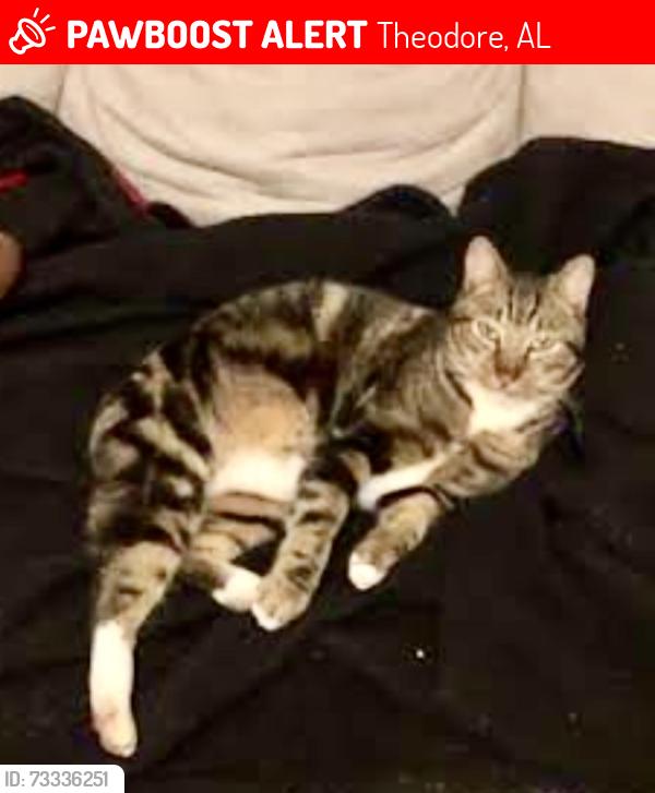 Lost Male Cat last seen Oaklane Dr / Magnolia Ave, Theodore, AL 36582