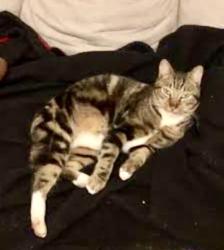 Lost Male Cat last seen Oaklane Dr / Magnolia Ave, Theodore, AL 36582