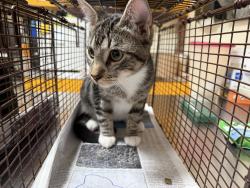 Shelter Stray Male Cat last seen , 3201 Lacy St, Los Angeles, CA 90031, USA