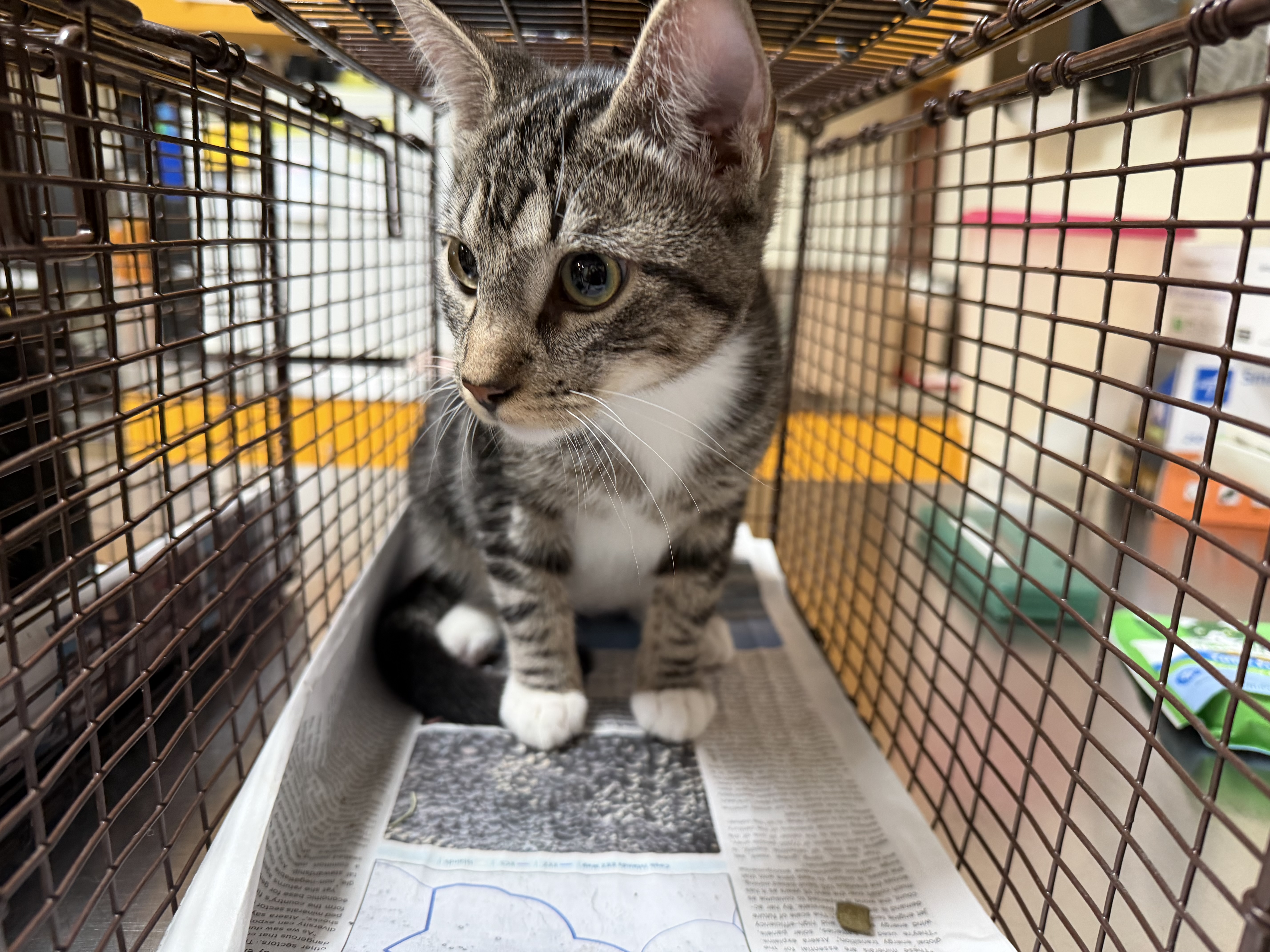 Shelter Stray Male Cat last seen , 3201 Lacy St, Los Angeles, CA 90031, USA