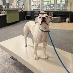 Shelter Stray Female Dog last seen , 3201 Lacy St, Los Angeles, CA 90031, USA