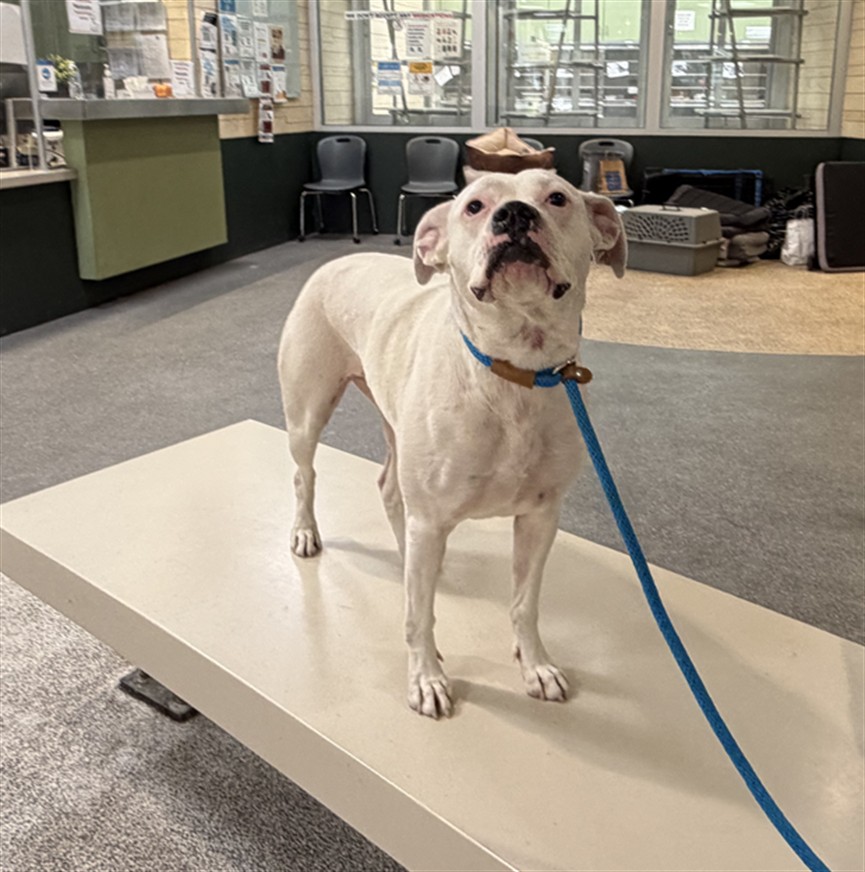 Shelter Stray Female Dog last seen , 3201 Lacy St, Los Angeles, CA 90031, USA