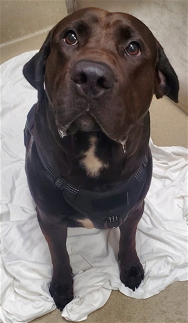 Shelter Stray Male Dog last seen Near BLOCK NE 26 AV FORT LAUDERDALE FL 33306, 2400 SW 42nd St, Fort Lauderdale, FL 33312, USA