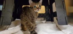 Shelter Stray Unknown Cat last seen Near BLOCK N FAIRVIEW AVE, WICHITA KS 67203, 3303 N Hillside St, Wichita, KS 67219, USA