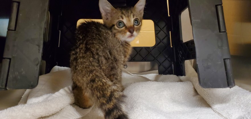 Shelter Stray Unknown Cat last seen Near BLOCK N FAIRVIEW AVE, WICHITA KS 67203, 3303 N Hillside St, Wichita, KS 67219, USA