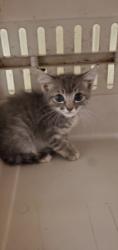 Shelter Stray Unknown Cat last seen Near BLOCK N FAIRVIEW AVE, WICHITA KS 67203, 3303 N Hillside St, Wichita, KS 67219, USA