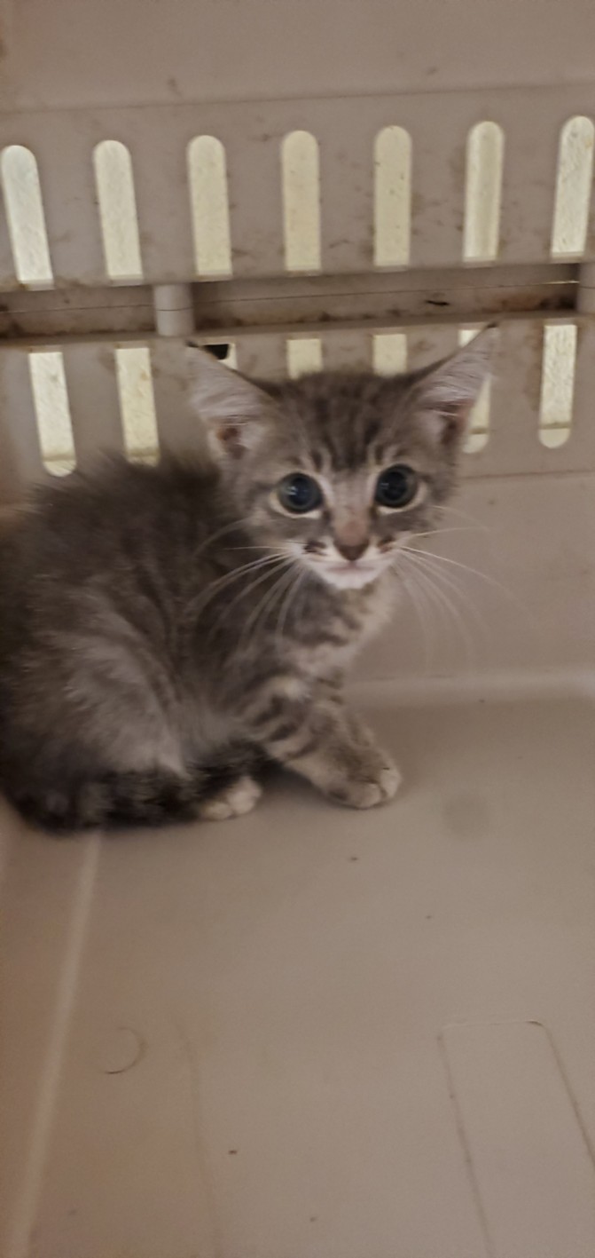 Shelter Stray Unknown Cat last seen Near BLOCK N FAIRVIEW AVE, WICHITA KS 67203, 3303 N Hillside St, Wichita, KS 67219, USA