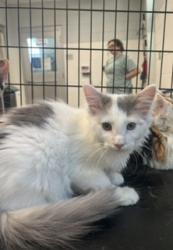 Shelter Stray Female Cat last seen ALAMANCE COUNTY, 221 Stone Quarry Rd, Burlington, NC 27217, USA