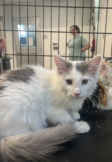 Shelter Stray Female Cat last seen ALAMANCE COUNTY, 221 Stone Quarry Rd, Burlington, NC 27217, USA