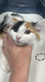 Shelter Stray Female Cat last seen ALAMANCE COUNTY, 221 Stone Quarry Rd, Burlington, NC 27217, USA