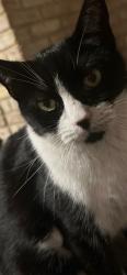 Lost Female Cat last seen Heap Circle behind Cody library, San Antonio, TX 78230