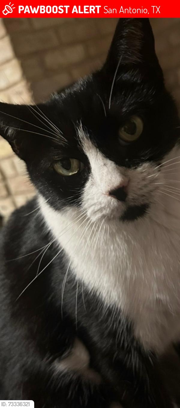 Lost Female Cat last seen Heap Circle behind Cody library, San Antonio, TX 78230