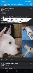 Lost Female Dog last seen Nature Med Dispensary, Independence, MO 64050