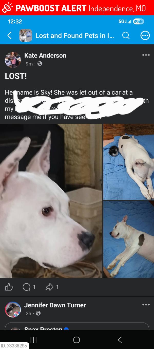 Lost Female Dog last seen Nature Med Dispensary, Independence, MO 64050