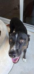 Found/Stray Male Dog last seen Currently at the post office on Huebner/Bandera, Leon Valley, TX 78238