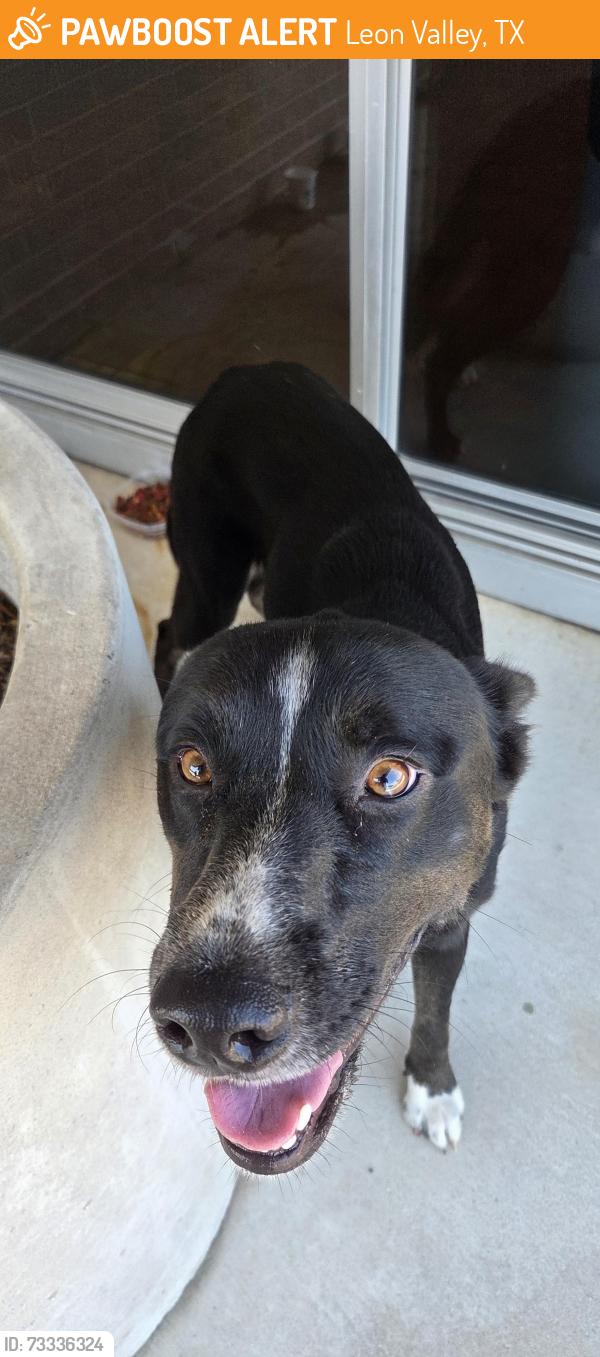 Found/Stray Male Dog last seen Currently at the post office on Huebner/Bandera, Leon Valley, TX 78238