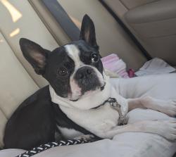 Reunited Male Dog last seen Missing from backyard of private residence - Woodburne Dr / Diana Lee Dr / Holland Road, Virginia Beach, VA 23452