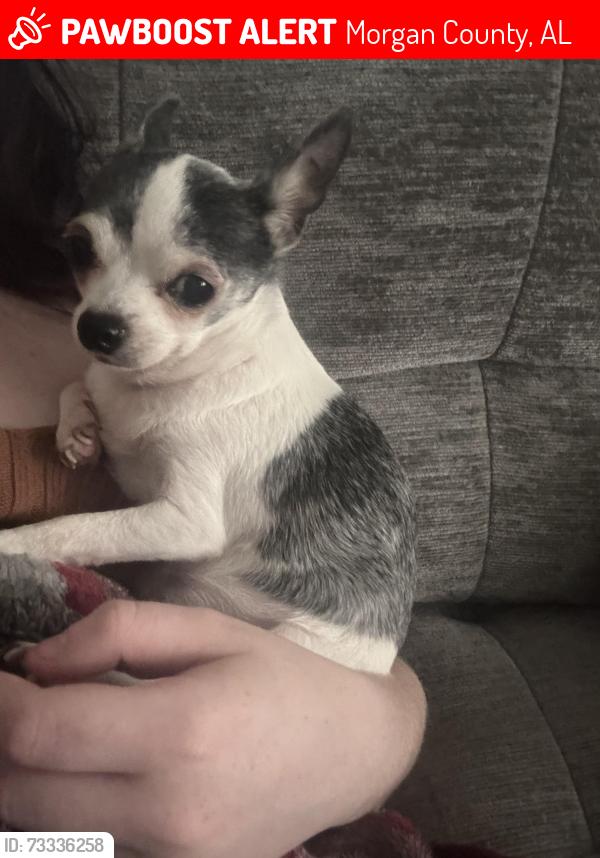Lost Female Dog last seen danville rd , norris mill rd , all the roads in between., Morgan County, AL 35640