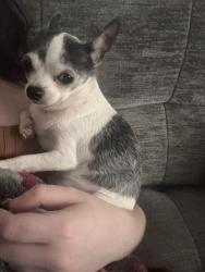 Lost Female Dog last seen danville rd , norris mill rd , all the roads in between., Morgan County, AL 35640