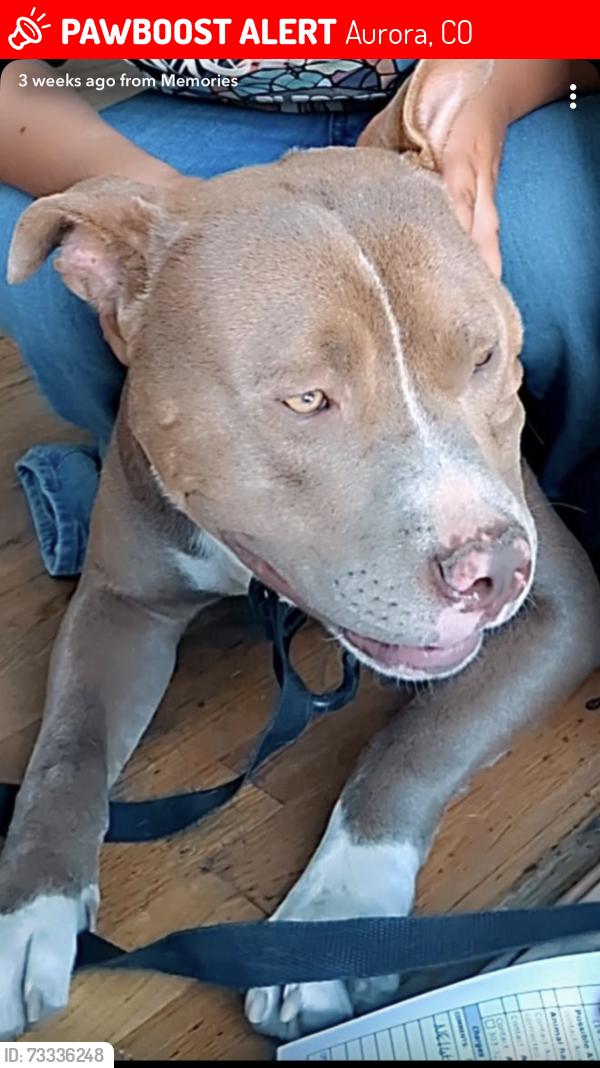 Lost Male Dog last seen 16th and joilet, Aurora, CO 80010