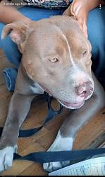 Lost Male Dog last seen 16th and joilet, Aurora, CO 80010