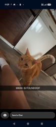 Reunited Male Cat last seen Wood St and Hughson st., Hamilton, ON L8L 3Y2